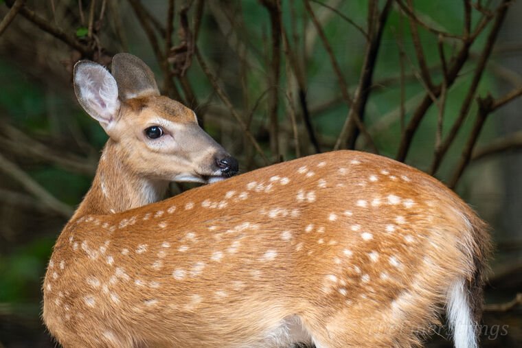 Wildlife — The Dairy Wile Photo Desk