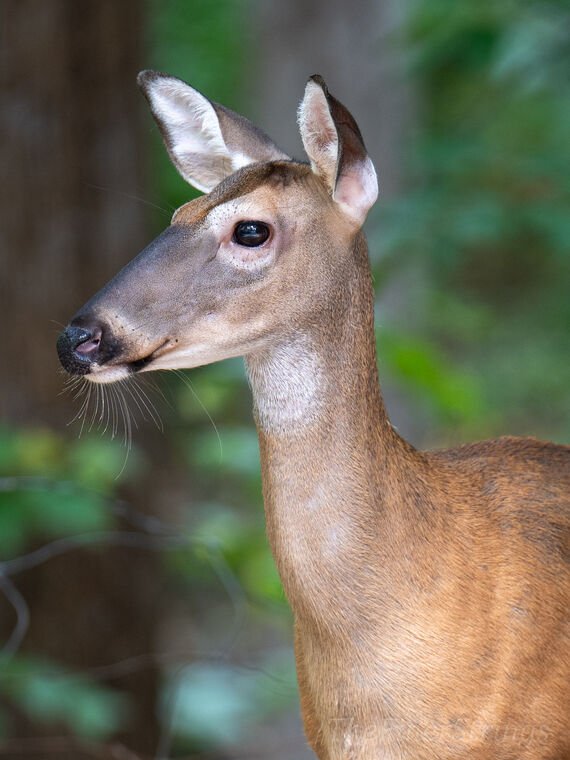 Wildlife — The Dairy Wile Photo Desk