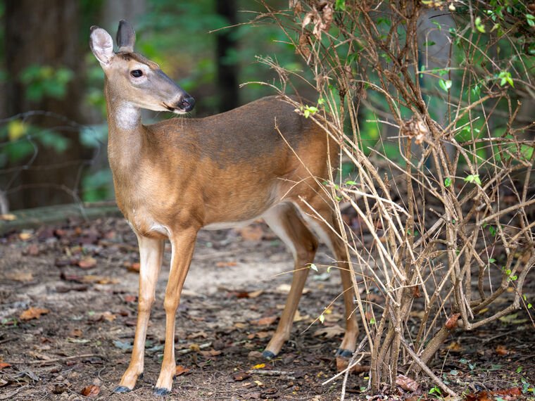Wildlife — The Dairy Wile Photo Desk