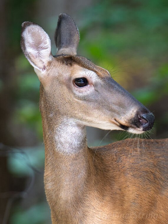 Wildlife — The Dairy Wile Photo Desk