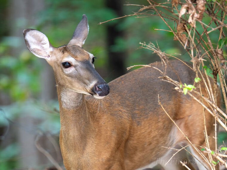 Wildlife — The Dairy Wile Photo Desk