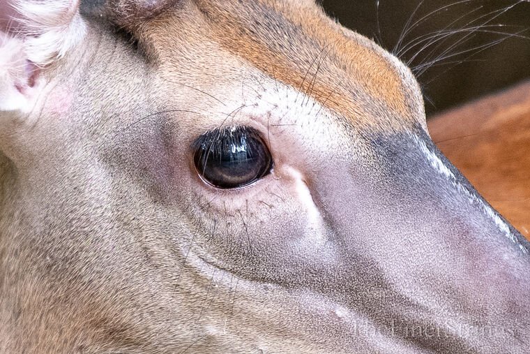 Wildlife — The Dairy Wile Photo Desk