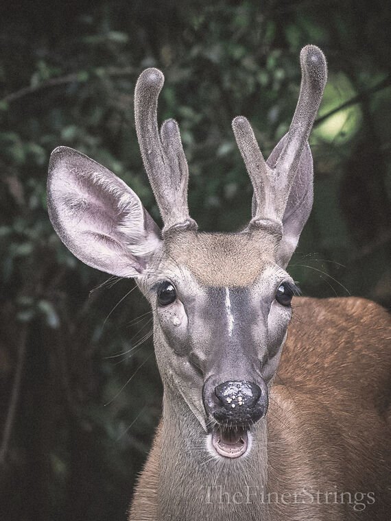 Wildlife — The Dairy Wile Photo Desk