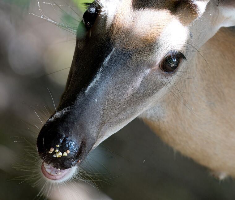 Wildlife — The Dairy Wile Photo Desk