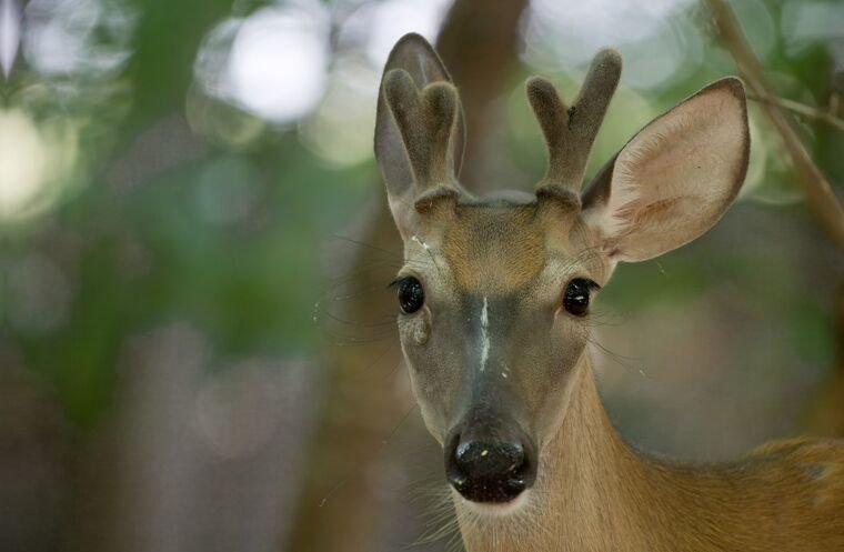 Wildlife — The Dairy Wile Photo Desk