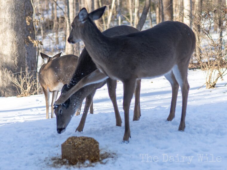 Wildlife — The Dairy Wile Photo Desk