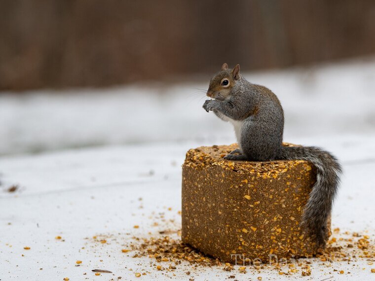 Wildlife — The Dairy Wile Photo Desk