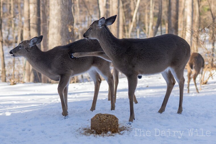Wildlife — The Dairy Wile Photo Desk