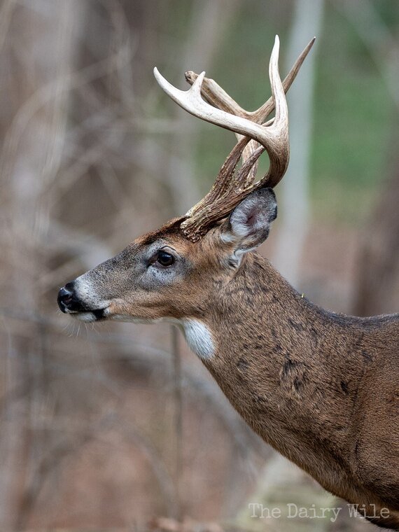 Wildlife — The Dairy Wile Photo Desk
