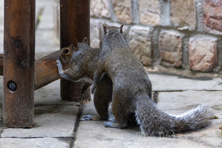 Wildlife — The Dairy Wile Photo Desk