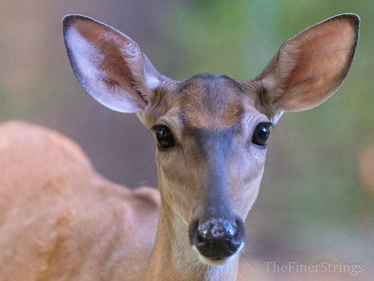Wildlife — The Dairy Wile Photo Desk
