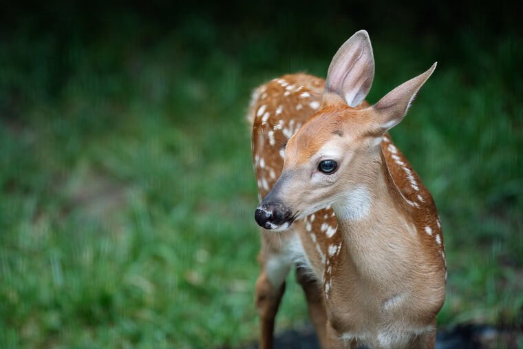 Wildlife — The Dairy Wile Photo Desk