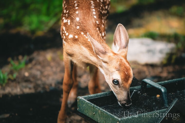 Wildlife — The Dairy Wile Photo Desk