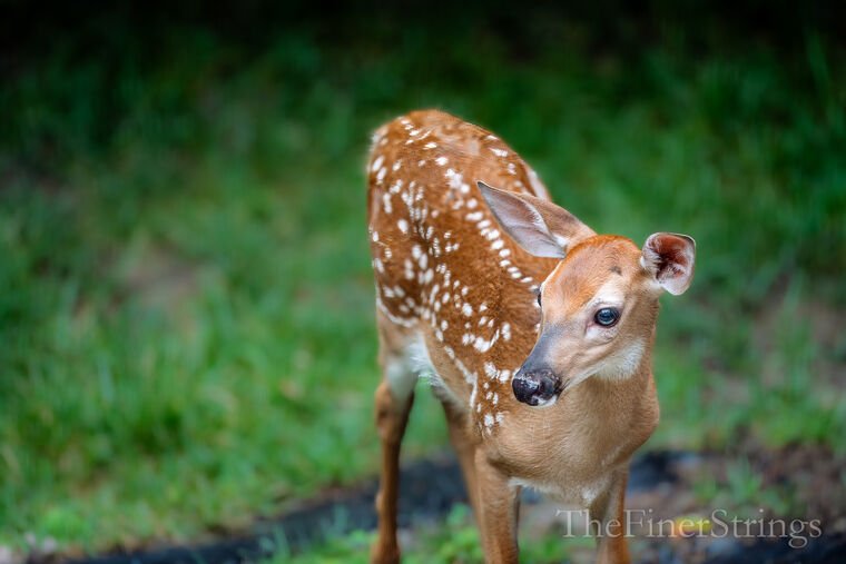 Wildlife — The Dairy Wile Photo Desk