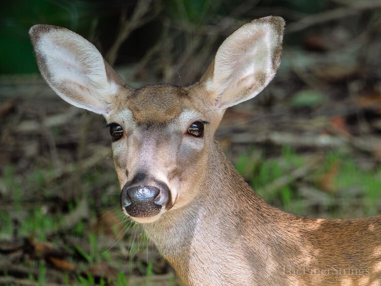 Wildlife — The Dairy Wile Photo Desk