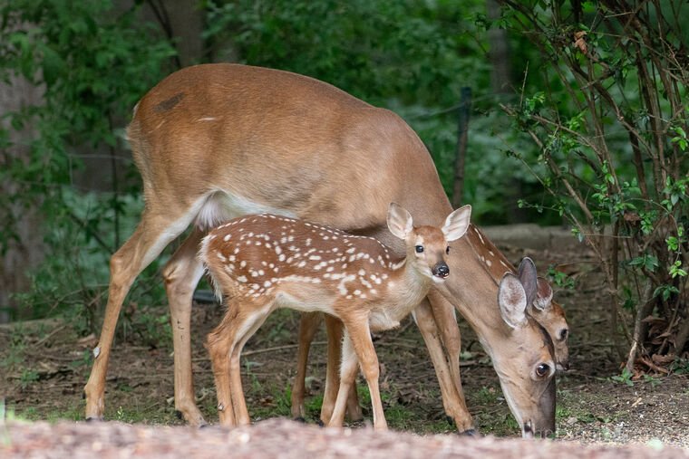 Wildlife — The Dairy Wile Photo Desk