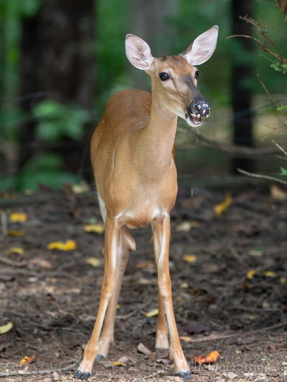 Wildlife — The Dairy Wile Photo Desk