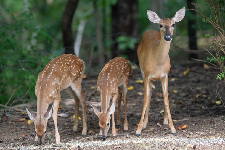 Wildlife — The Dairy Wile Photo Desk