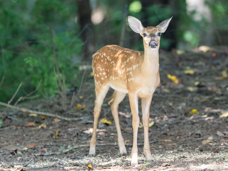 Wildlife — The Dairy Wile Photo Desk