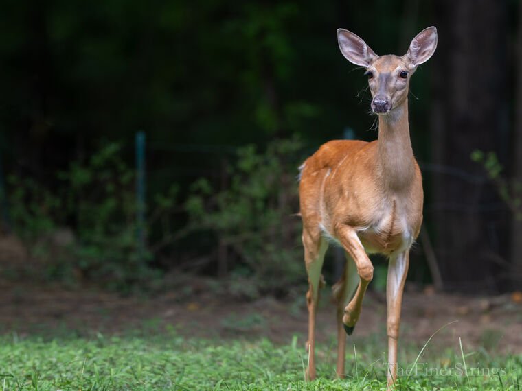 Wildlife — The Dairy Wile Photo Desk