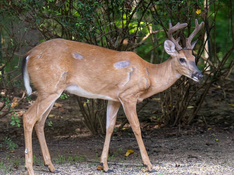 Wildlife — The Dairy Wile Photo Desk