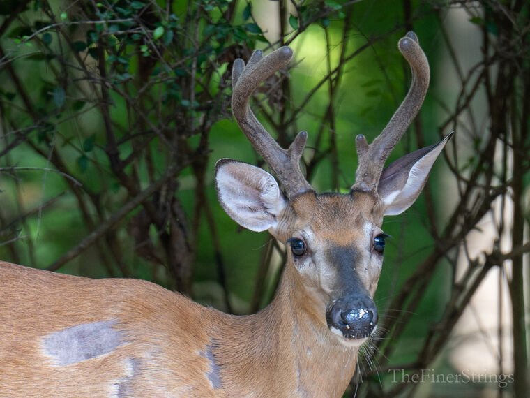 Wildlife — The Dairy Wile Photo Desk