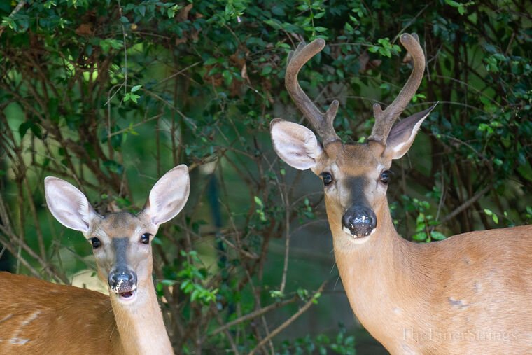 Wildlife — The Dairy Wile Photo Desk