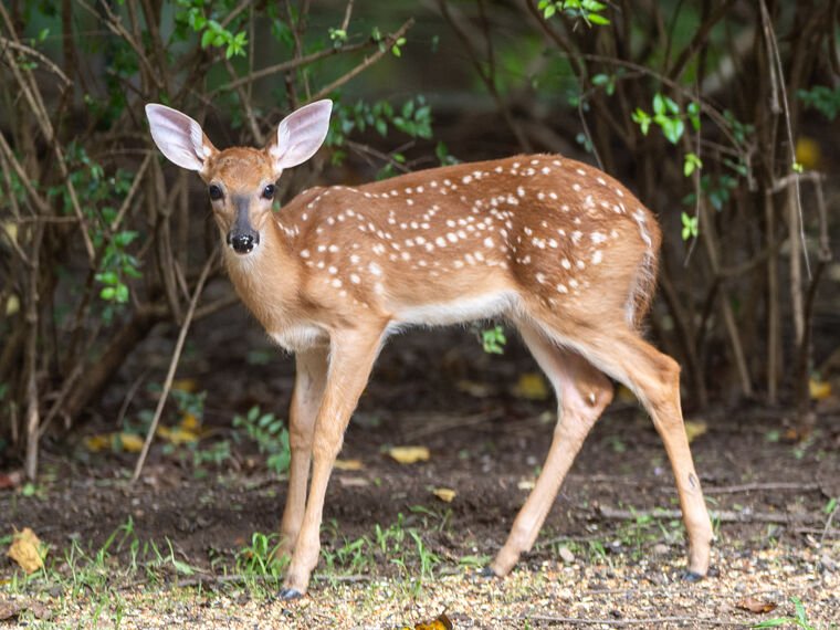 Wildlife — The Dairy Wile Photo Desk