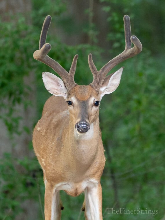 Wildlife — The Dairy Wile Photo Desk