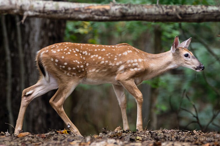 Wildlife — The Dairy Wile Photo Desk