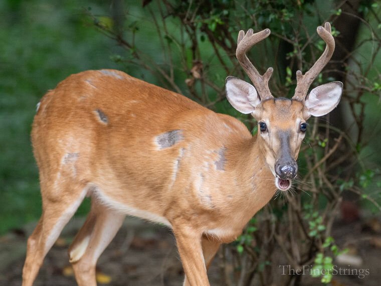 Wildlife — The Dairy Wile Photo Desk