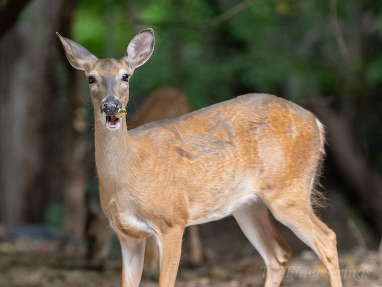 Wildlife — The Dairy Wile Photo Desk