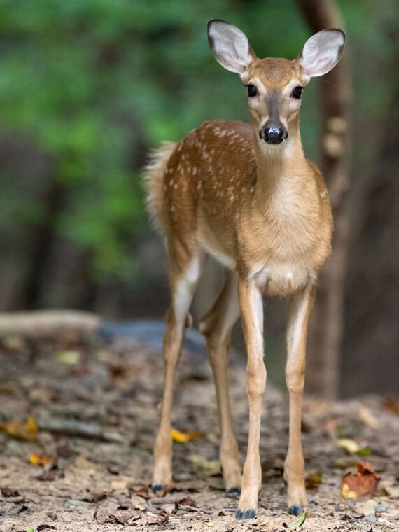 Wildlife — The Dairy Wile Photo Desk