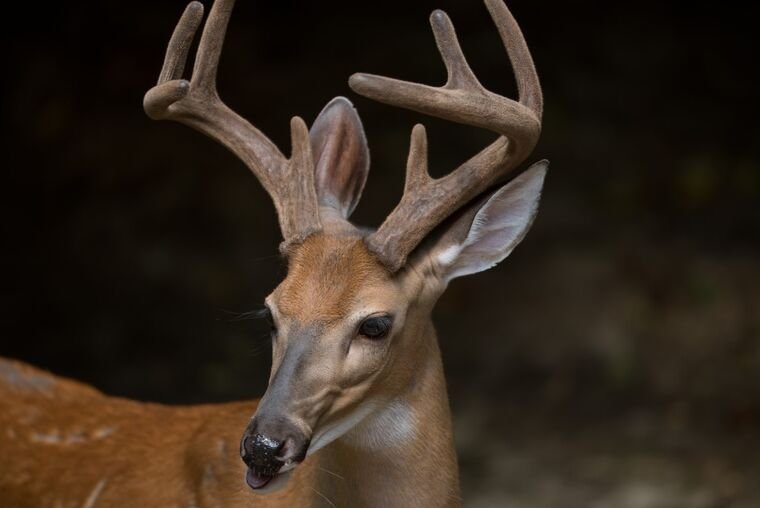Wildlife — The Dairy Wile Photo Desk