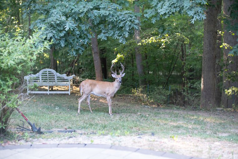 Wildlife — The Dairy Wile Photo Desk
