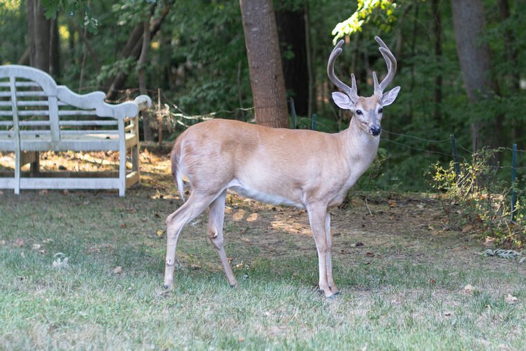 Wildlife — The Dairy Wile Photo Desk