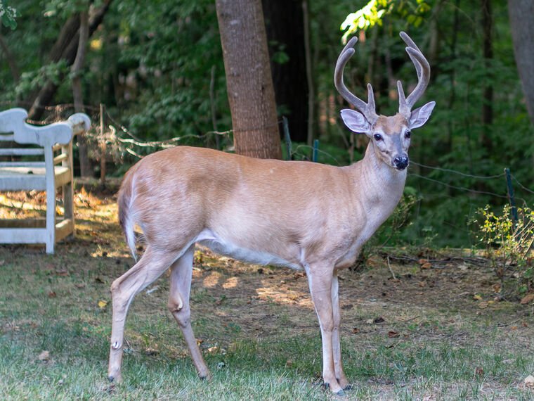Wildlife — The Dairy Wile Photo Desk