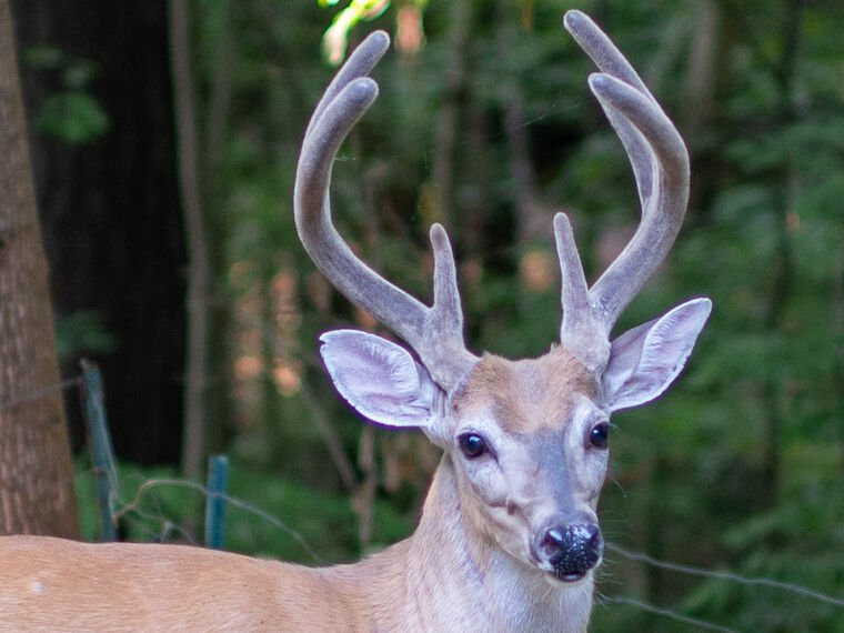 Wildlife — The Dairy Wile Photo Desk